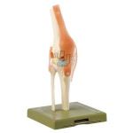 Functional Of The Knee Joint Model